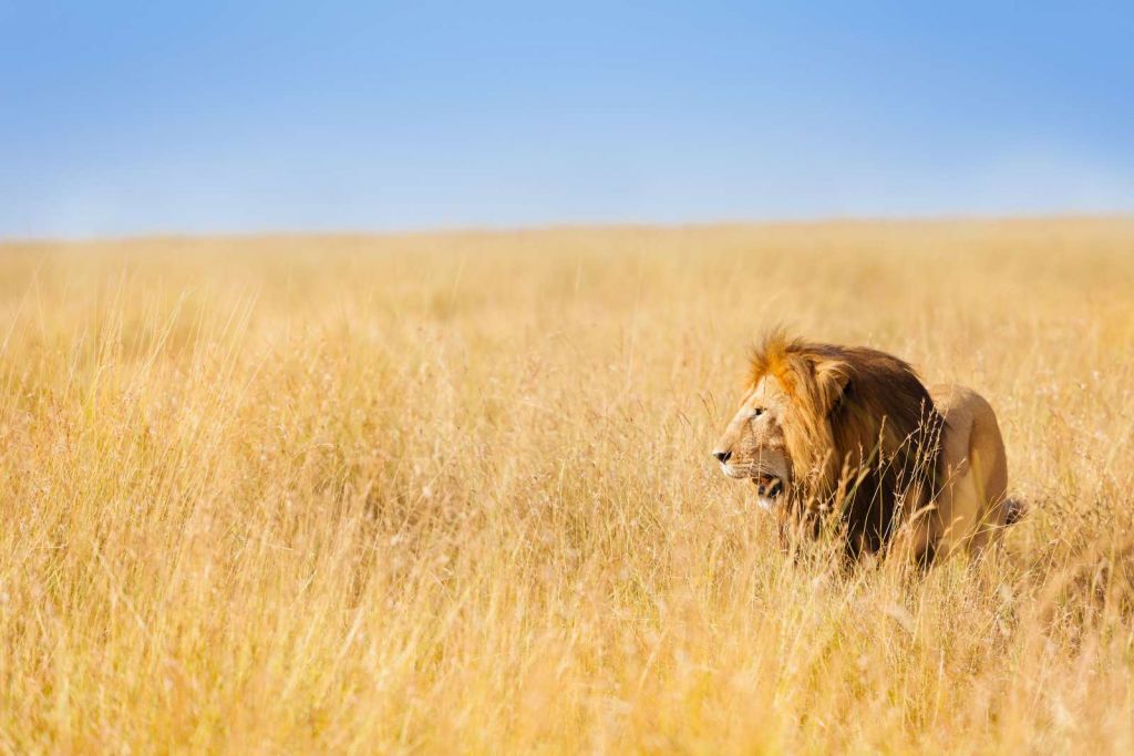 Afrikaanse leeuw op zoek naar een prooi