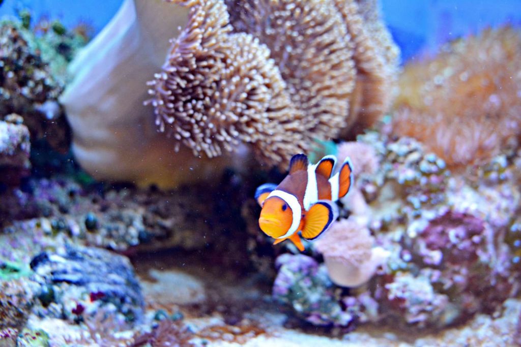 Anemoonvis in een koraalrif