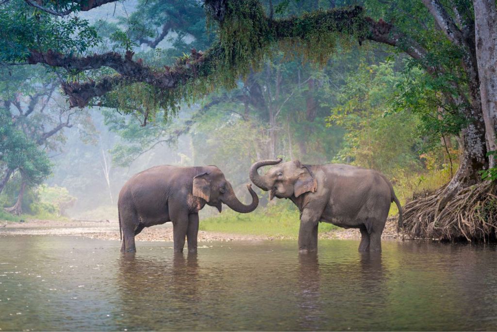 Aziatische olifanten in een rivier