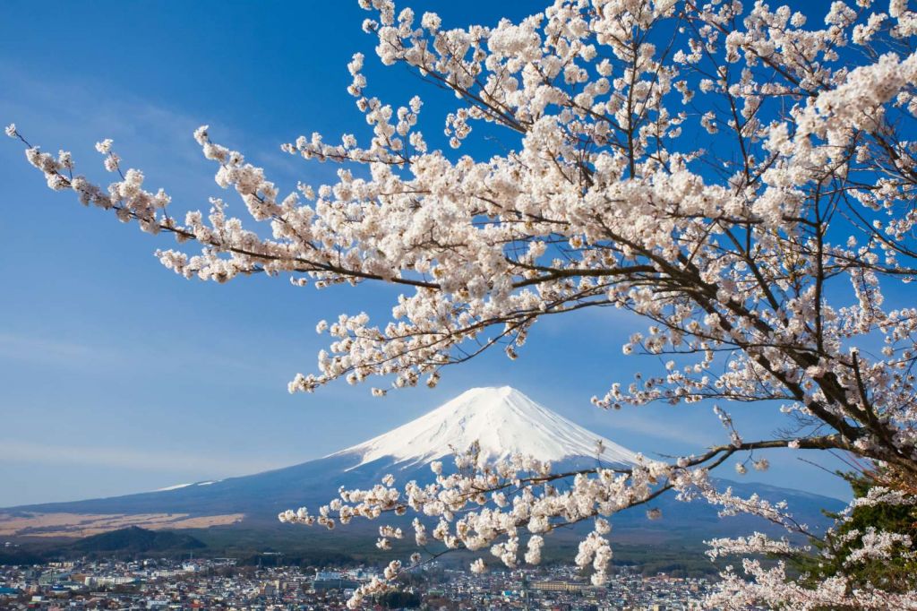 Bloesem voor de Fuji Berg
