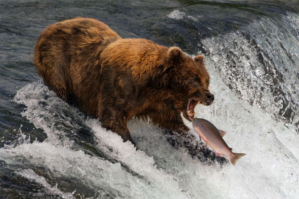 Bruine beer aan het jagen