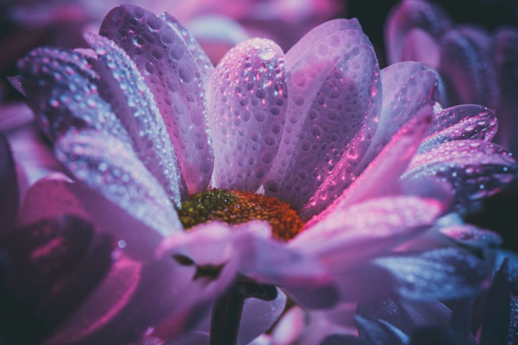 Chrysant bloem met dynamische kleuren