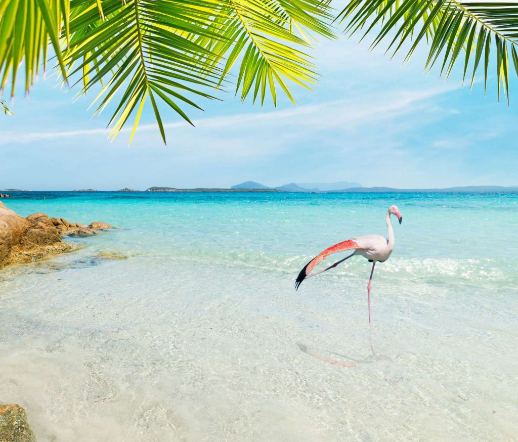 Flamingo op Tropisch Strand