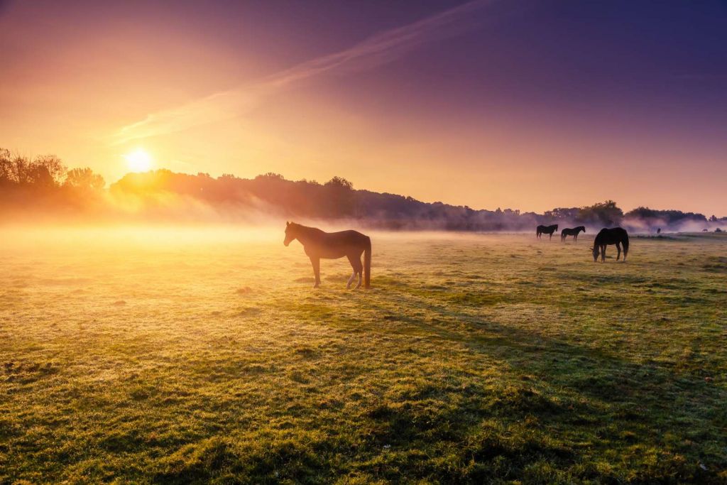 Grazende paarden bij zonsondergang