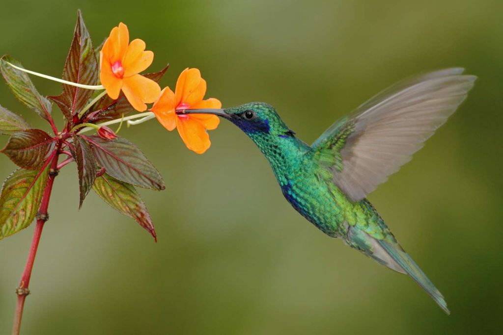 Kleurrijke Kolibrie op Bloem