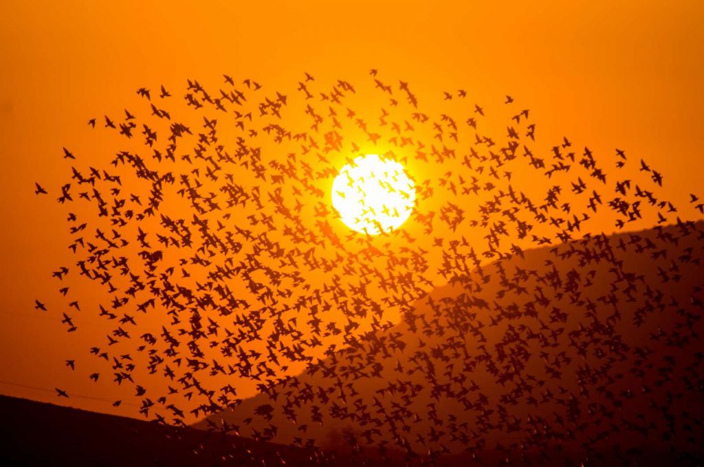 Grote groep vogels bij zonsondergang