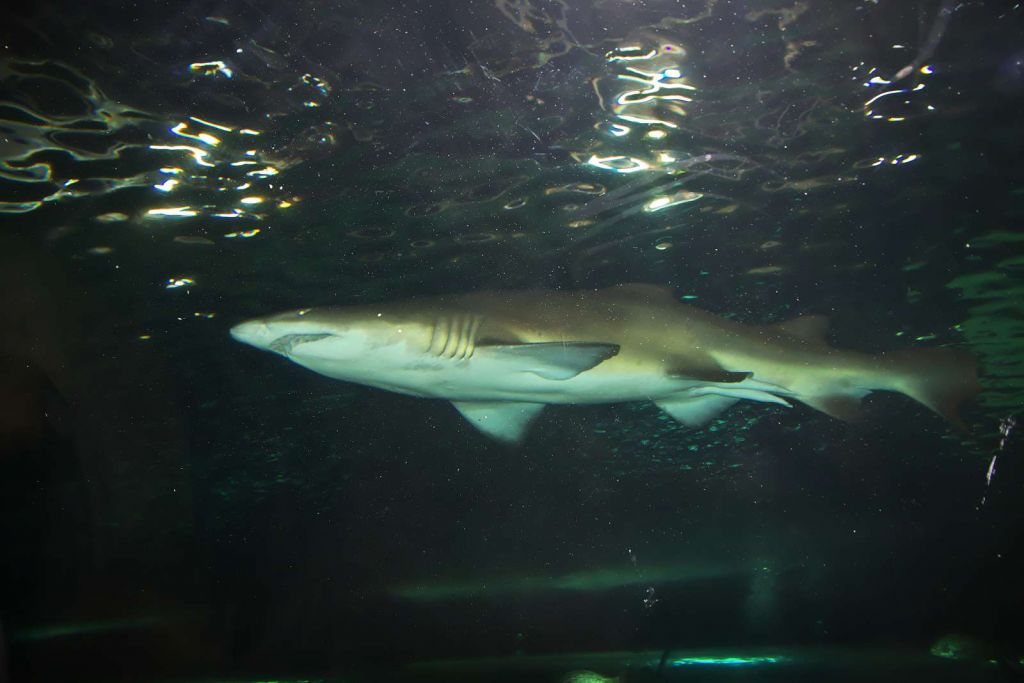 Grote witte haai in een aquarium