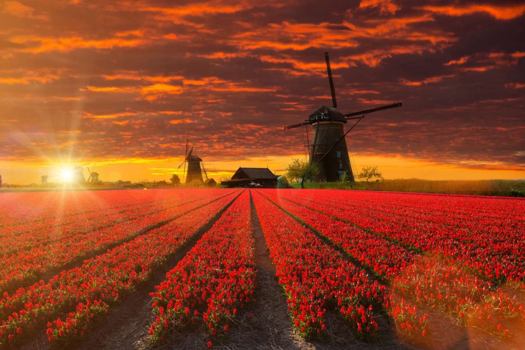 Hollands tulpenveld onder een rode lucht