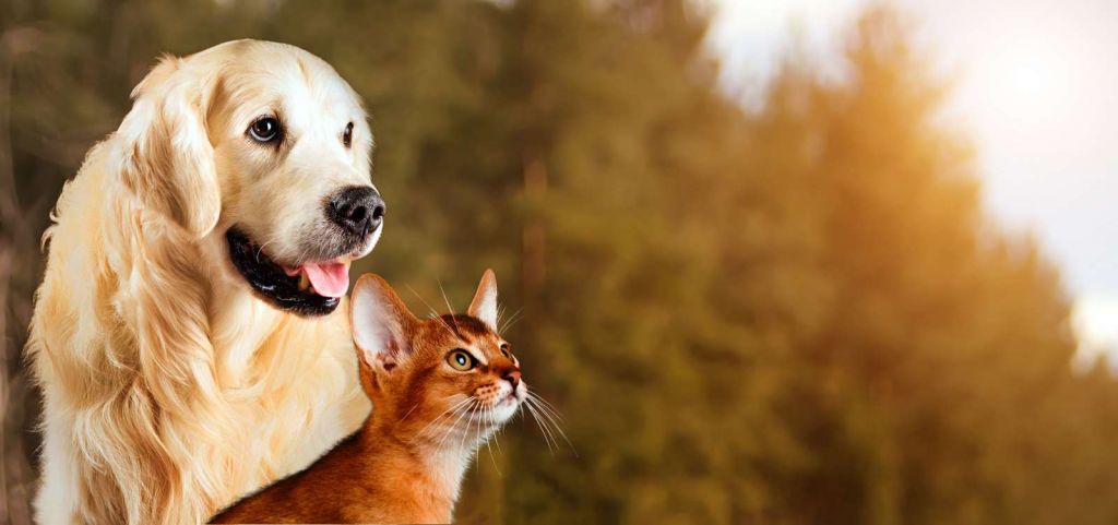 Hond en kat kijken naar boven