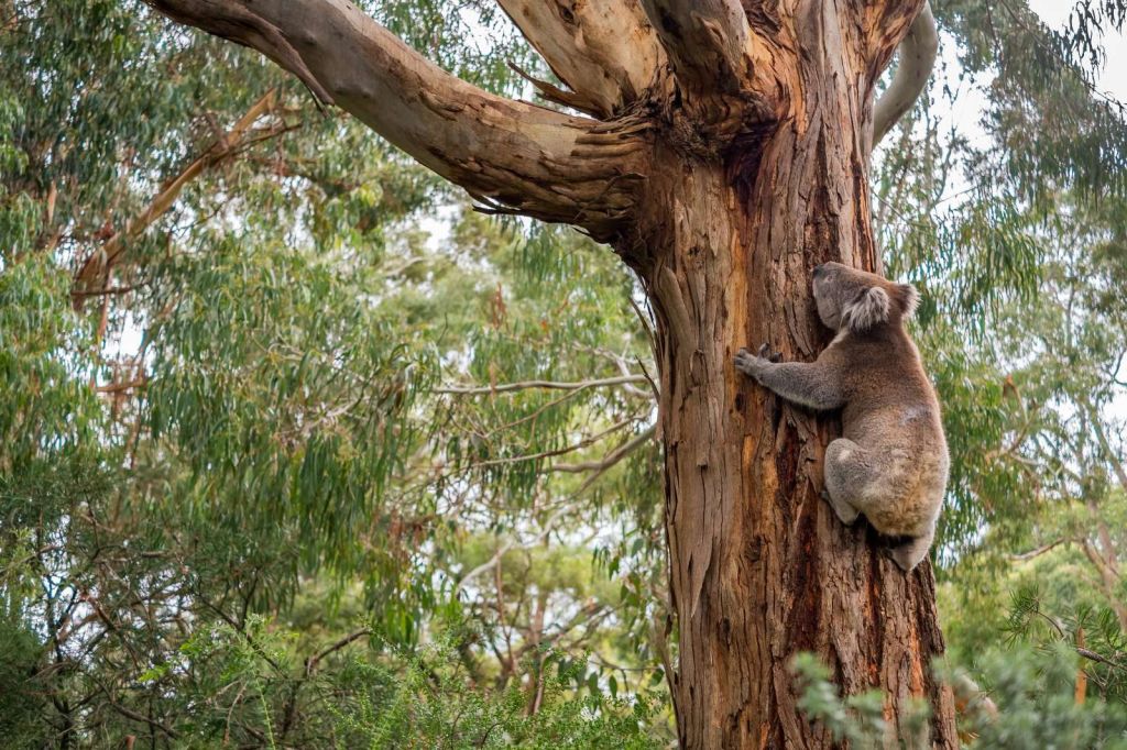 Koala klimt in een boom