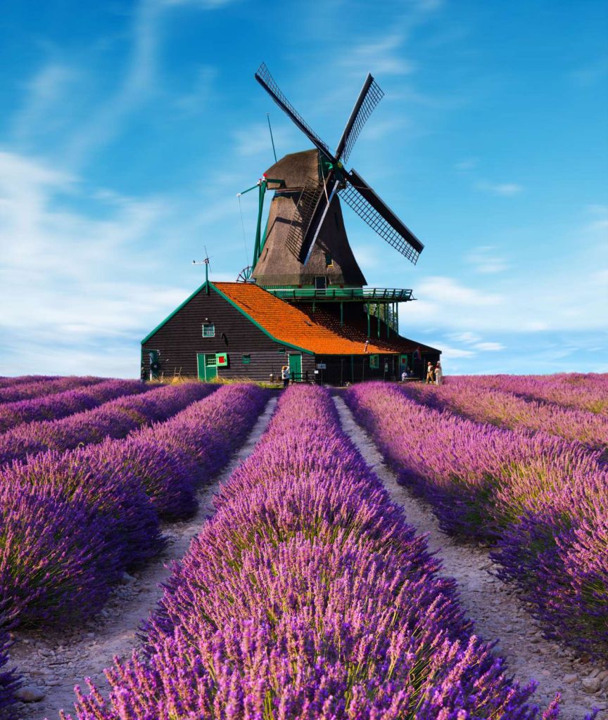 Lavendel veld met Windmolen op Achtergrond