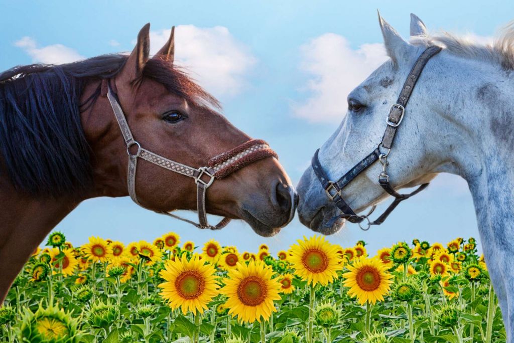 Liefdevolle paarden in een zonnebloemveld