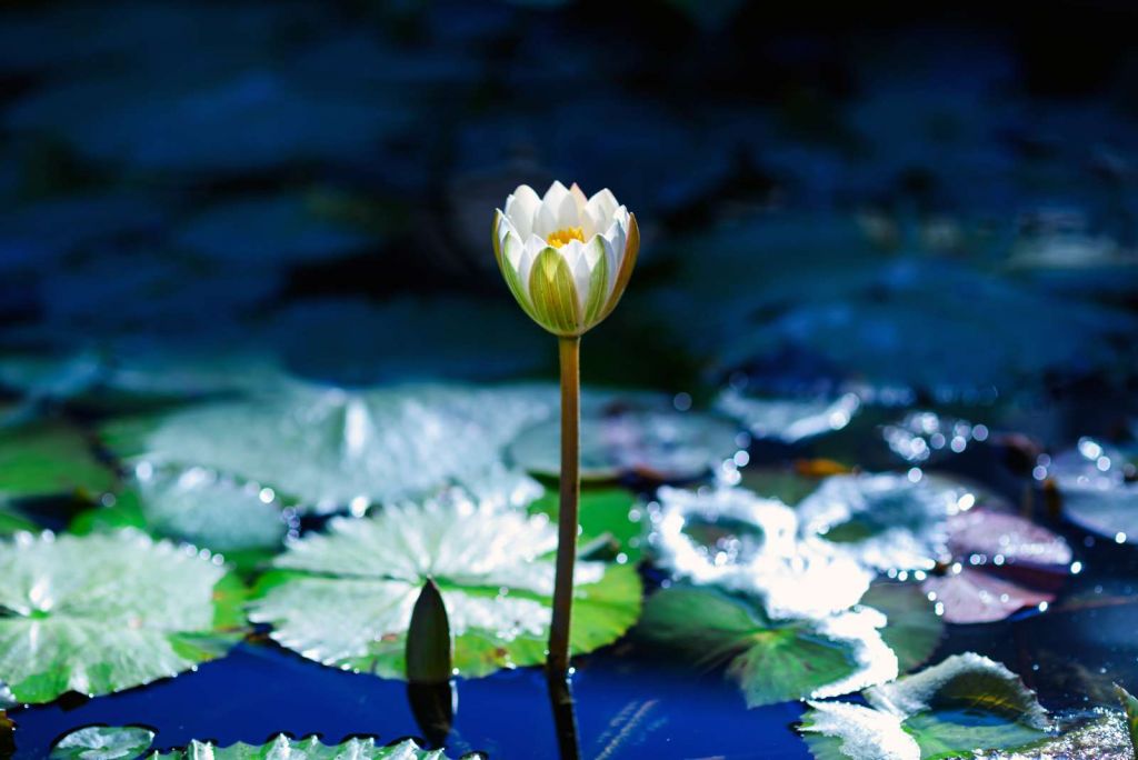 Lotusbloem in opkomend zonlicht