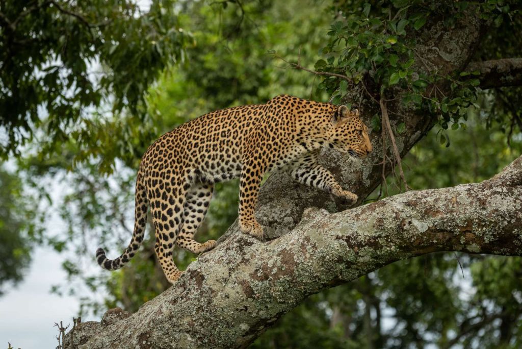 Luipaard klimt in een boom