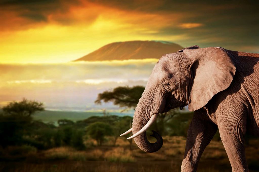 Olifant in een savanne landschap bij zonsondergang
