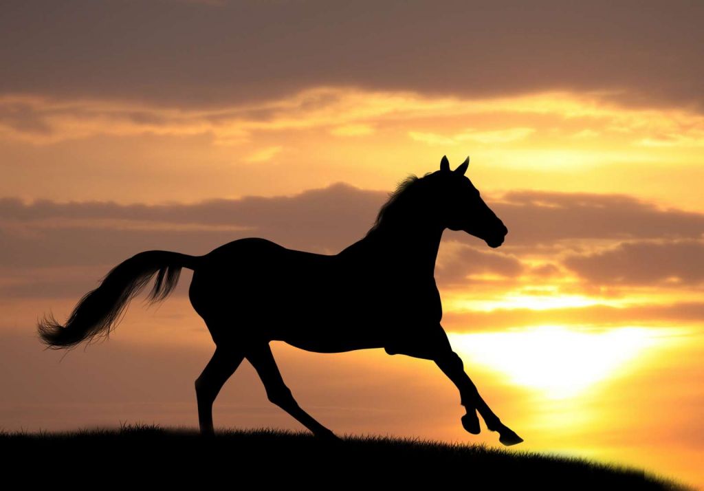 Paard tijdens Zonsondergang