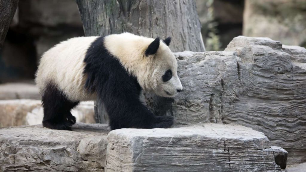 Panda in een dierentuin