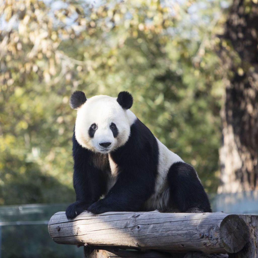 Panda op een houten balk