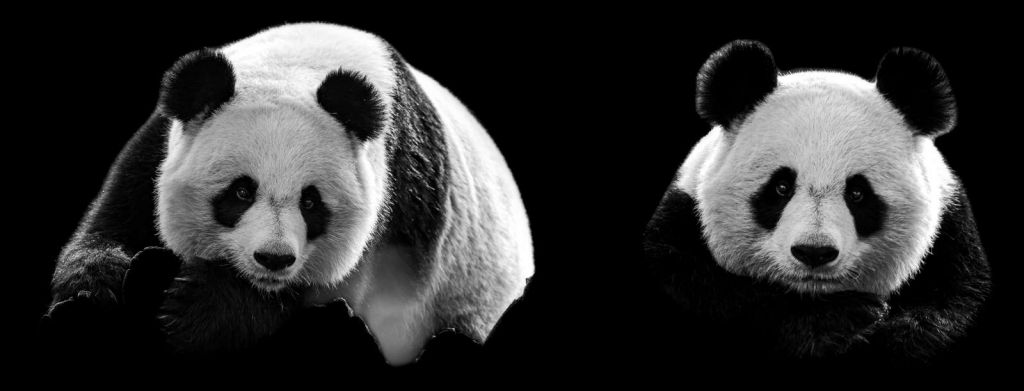 Panda's met een zwarte achtergrond