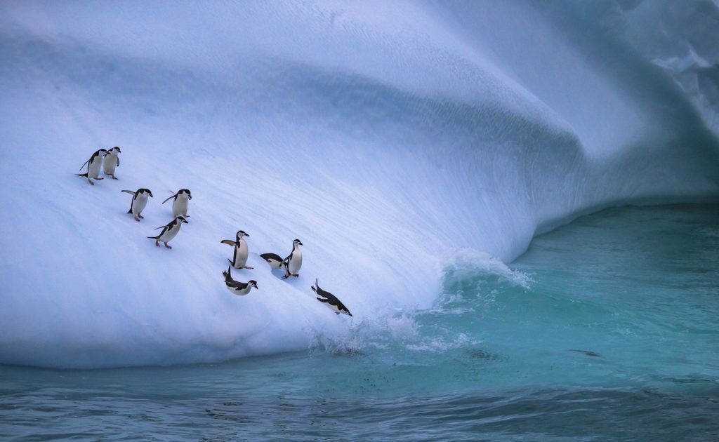 Pinguïns glijden van een helling af