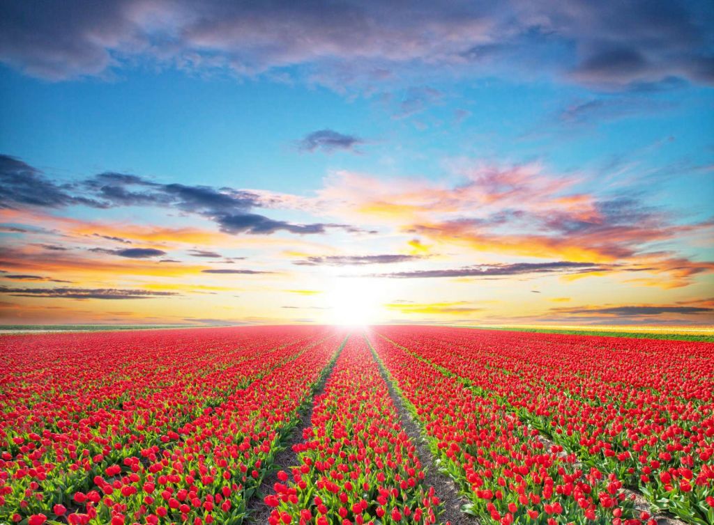 Rode tulpenveld bij zonsopkomst
