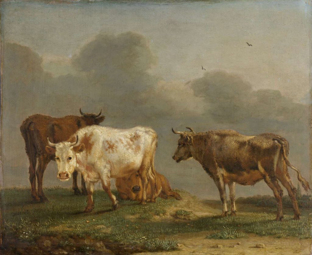 Vier jonge stieren in de wei