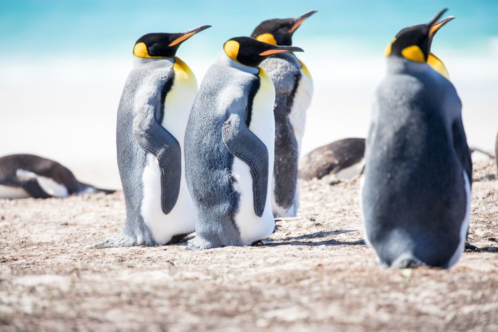 Vier pinguïns verkennen de Noordpool