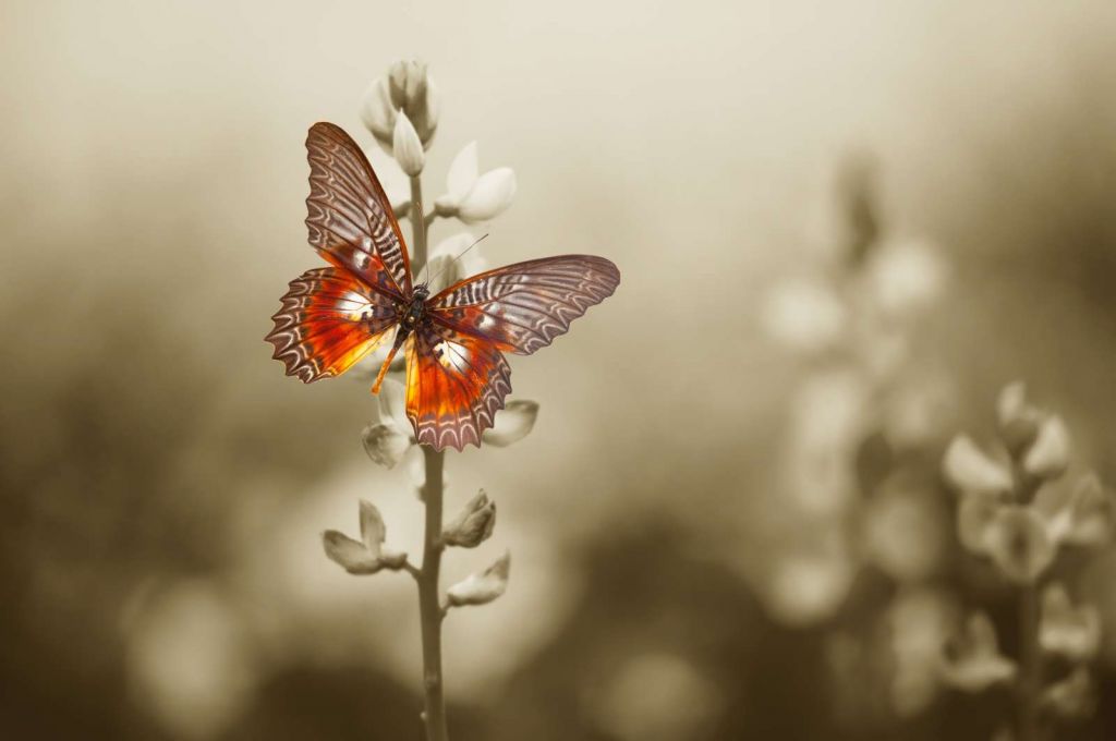 Rode Vlinder met Sepia achtergrond