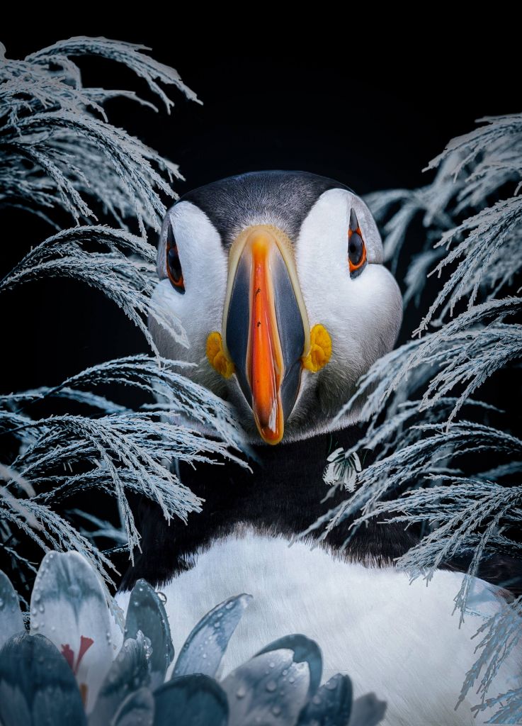 Atlantic Puffins Portret