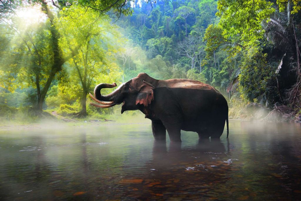 Wilde olifant in de jungle