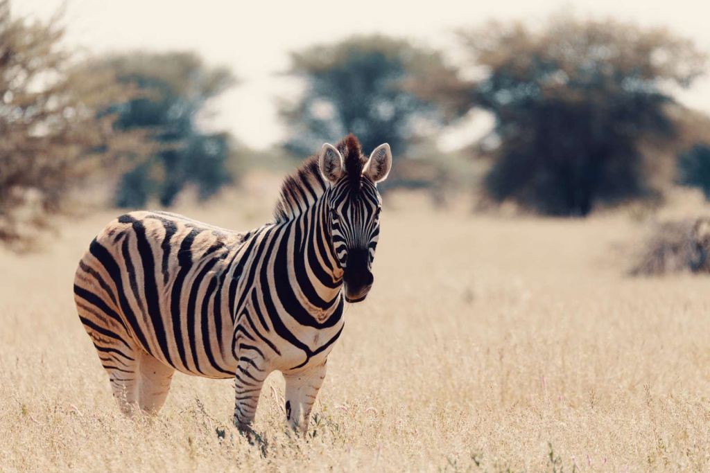 Zebra in het wild
