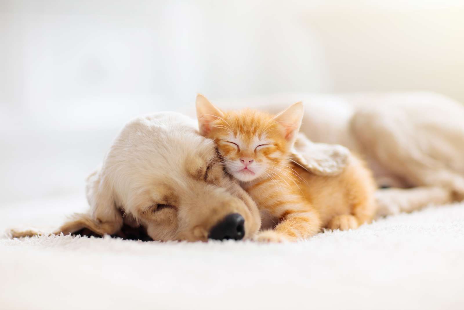 Oranje Verzorger onbetaald Hond en kat slapen knuffelend fotobehang - Fotobehang.nl