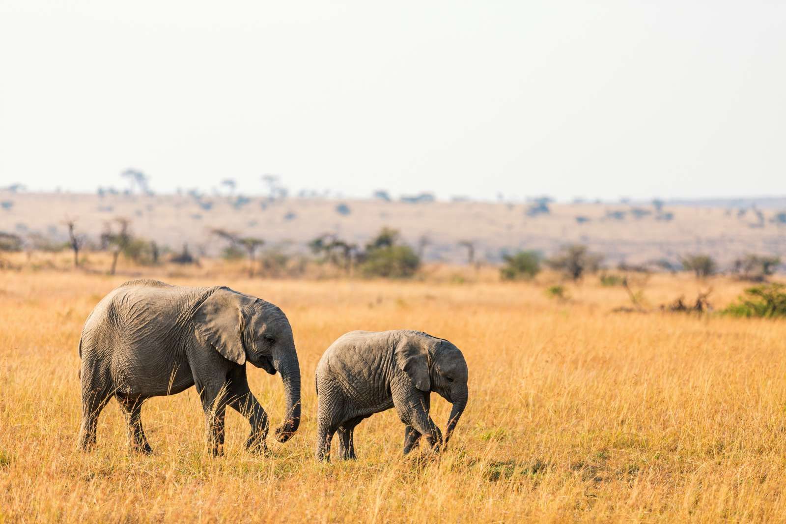 Savant Bevoorrecht Lief Olifant en Baby Olifant in Afrika fotobehang - Fotobehang.nl